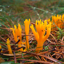 Stag's Horn Fungi - often seen in Caledonian Pine Forests